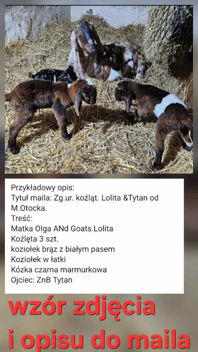 wzór zdjęcia_zgloszenia_male
